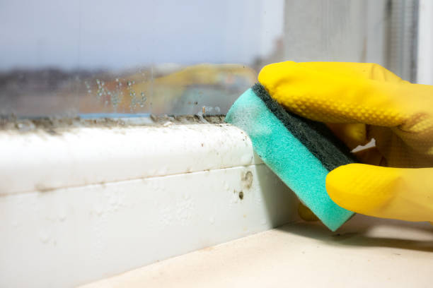 Mold Odor Removal Services in Thermalito, CA